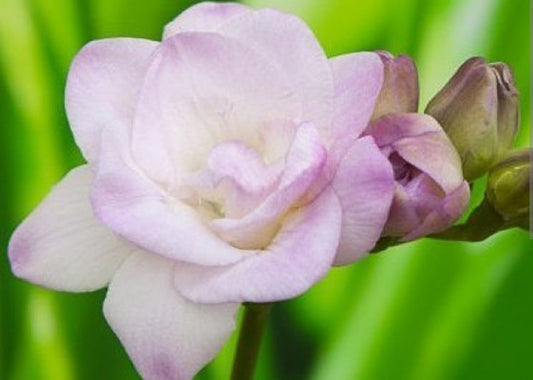 Freesia: A Burst of Springtime Fragrance