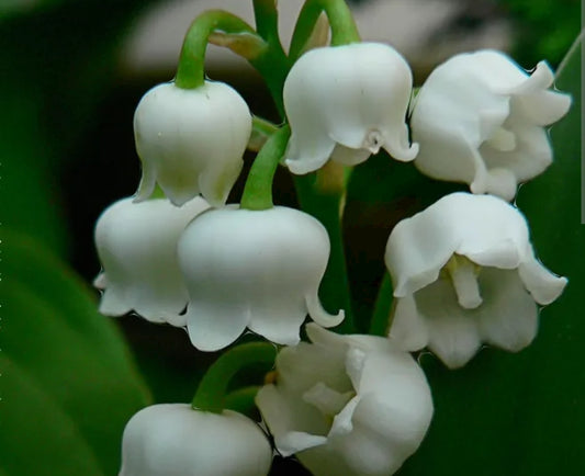 Lily of the Valley: A Delicate Fragrance