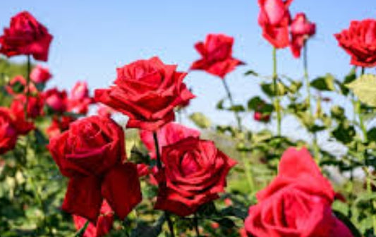 The Rose: Queen of Flowers