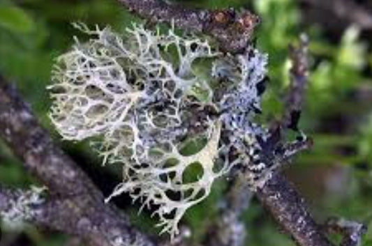 Oak Moss: The Heart of the Forest