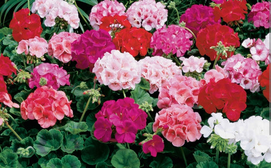 Geranium: A Versatile Floral Fragrance