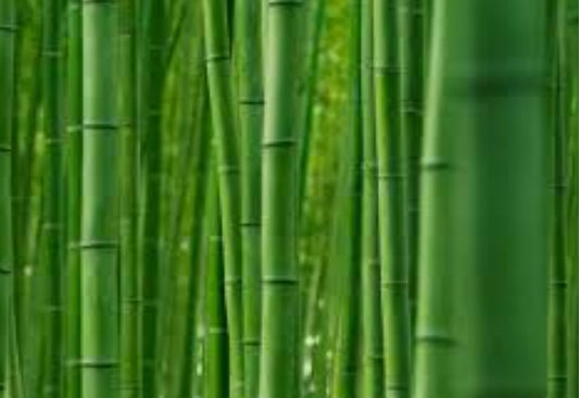 Bamboo: Nature's Versatile Giant