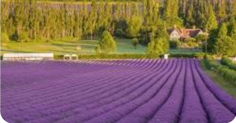 Lavender: Nature's Calming Elixir