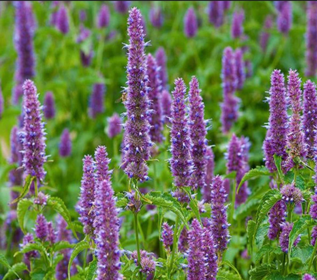 Patchouli: A Complex and Controversial Fragrance