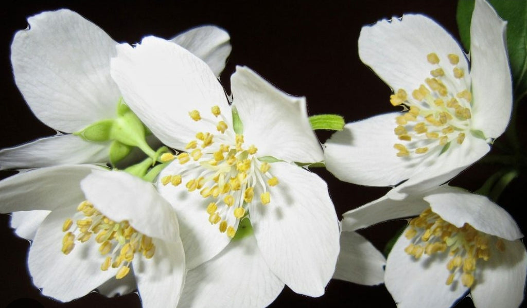 Jasmine: The Queen of Night