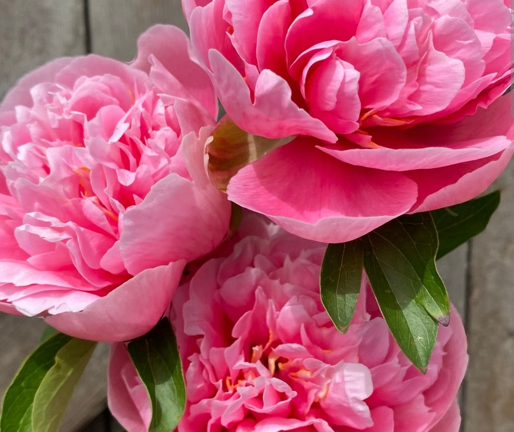 Peony: The Majestic Bloom