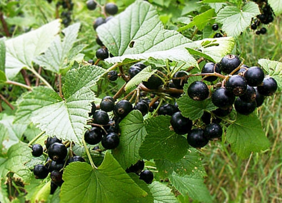 Black Currant: A Tart and Tangy Treasure