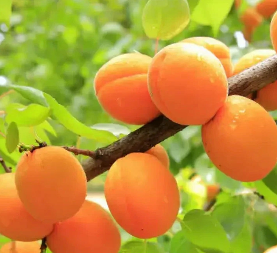 Apricot: A Sun-Kissed Delight