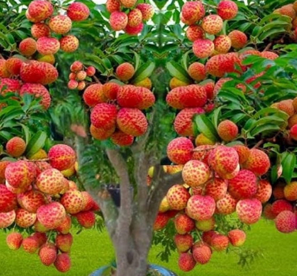 Lychee: A Tropical Delight