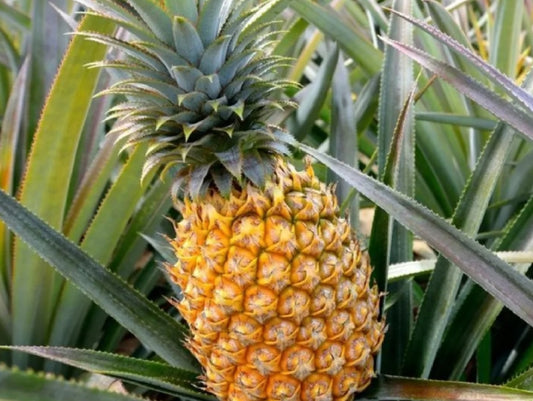Pineapple: A Tropical Treasure