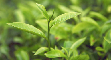 How To Use Tea Tree Oil To Cure Almost Everything