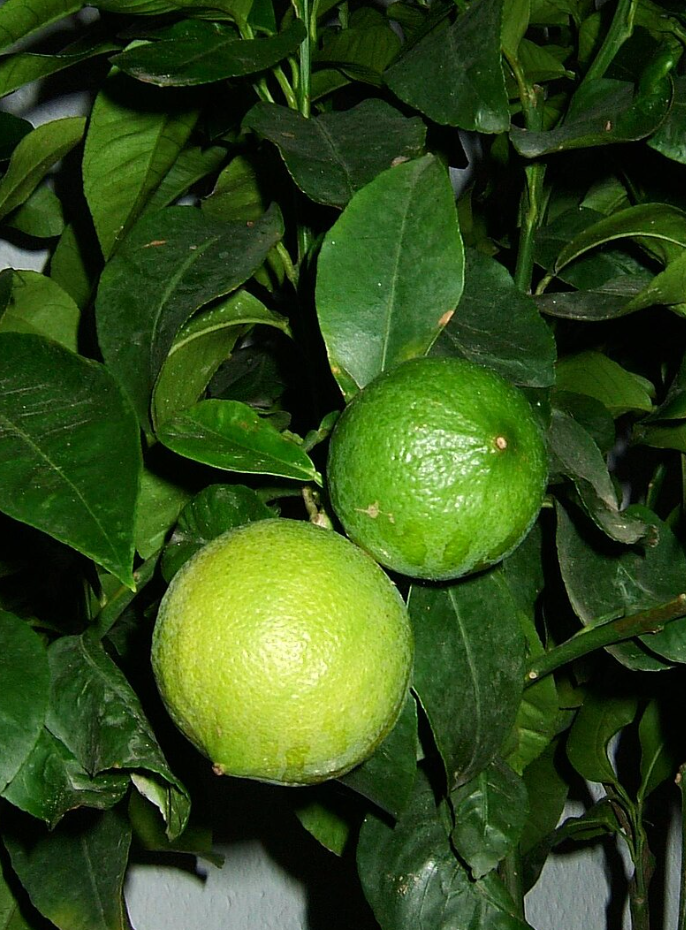 Bergamot