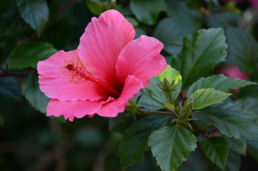 Hibiscus