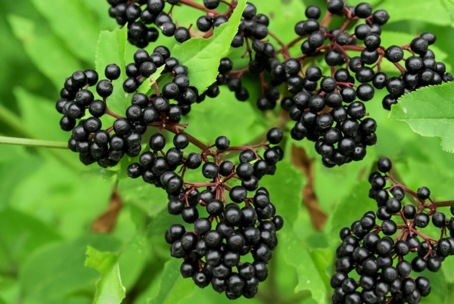 Elderberry