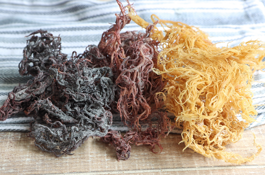 The Benefits of Sea Moss