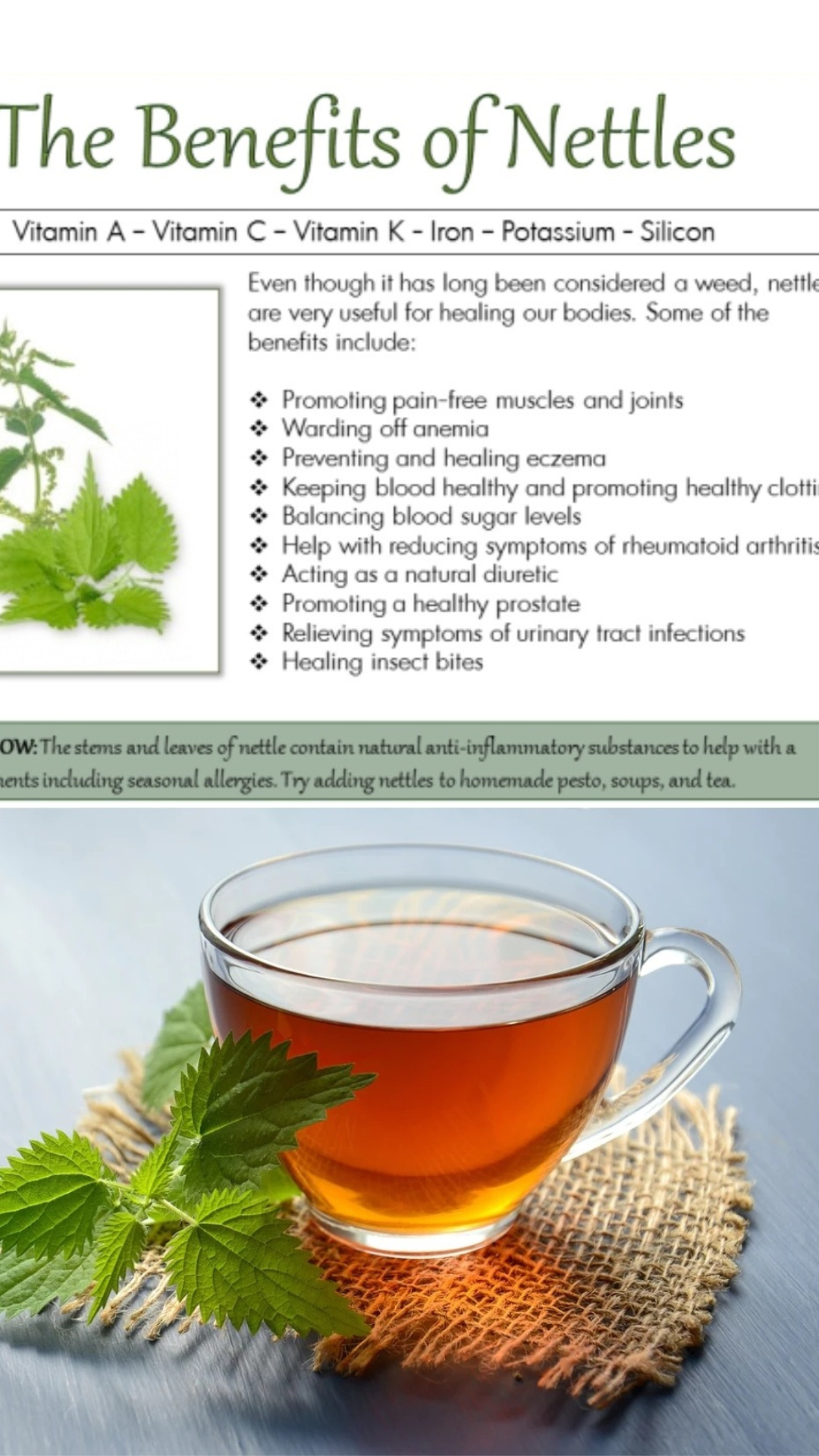 Nettle Benefits - Natural Health Guide